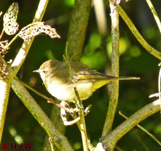 Landal Orveltermarke