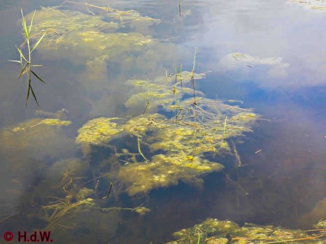 Landal Orveltermarke