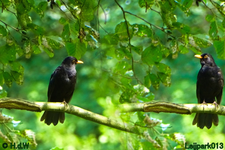 29 &amp; 30 &amp; 31 juli &amp; 1 augustus 2024