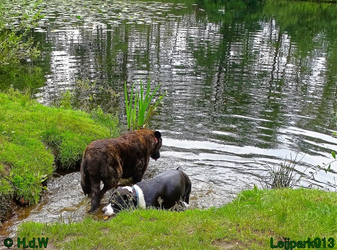 Beestenboel 26 juli 2024