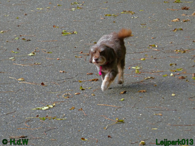 Beestenboel oktober 2025