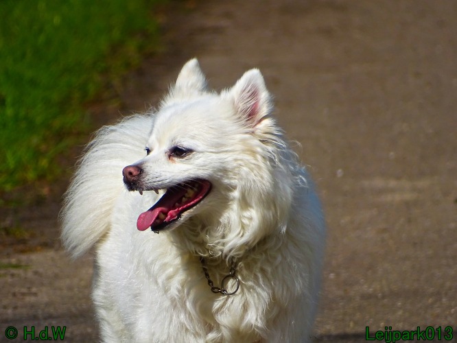 Beestenboel 12 mei 2024