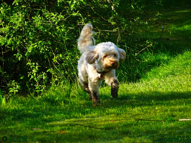 Beestenboel 12 mei 2024