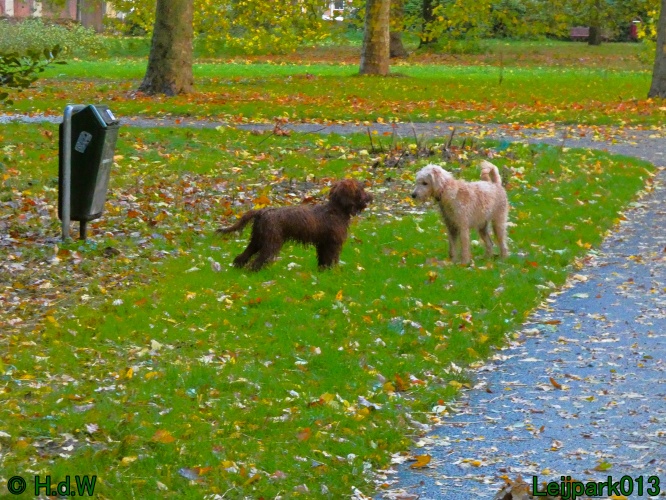 Beestenboel oktober 2025