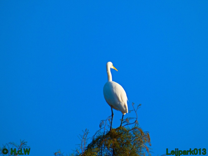 Zilverreiger in top in de boom