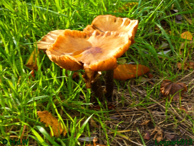 1 &amp; 2 &amp; 3 &amp; 4 oktober 2025