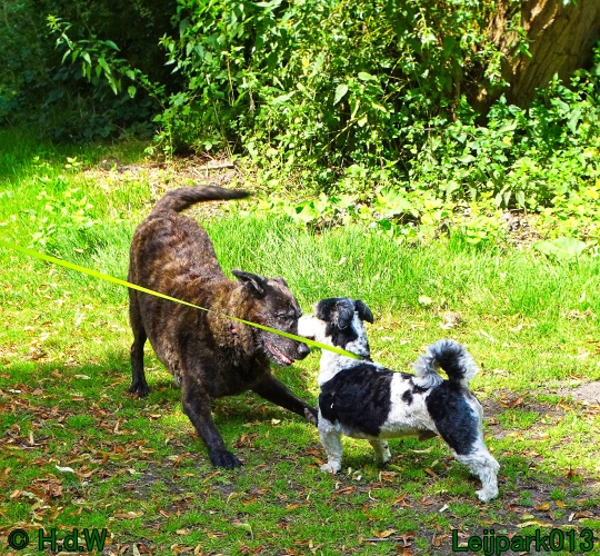 Beestenboel 26 juli 2024