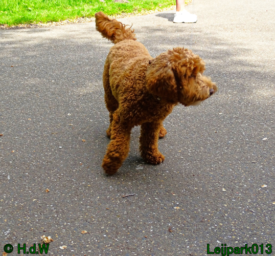 Beestenboel 7 juni 2024