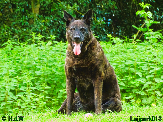 Beestenboel 7 juni 2024