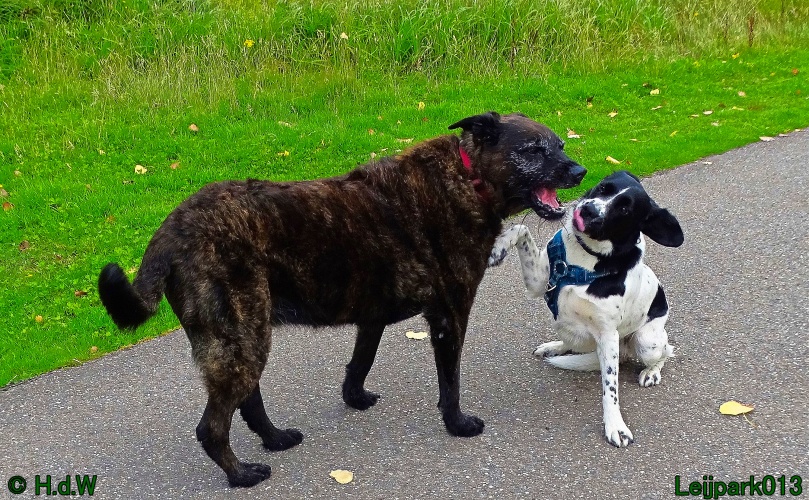 Beestenboel 26 juli 2024