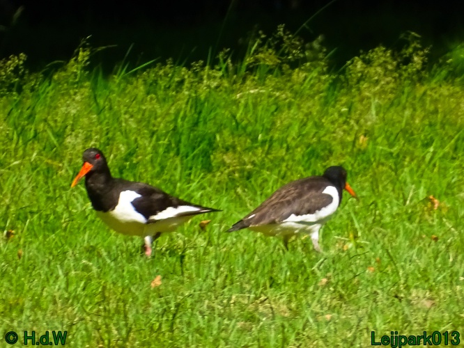 5 &amp; 6 &amp; 7 &amp; 8 juli 2024