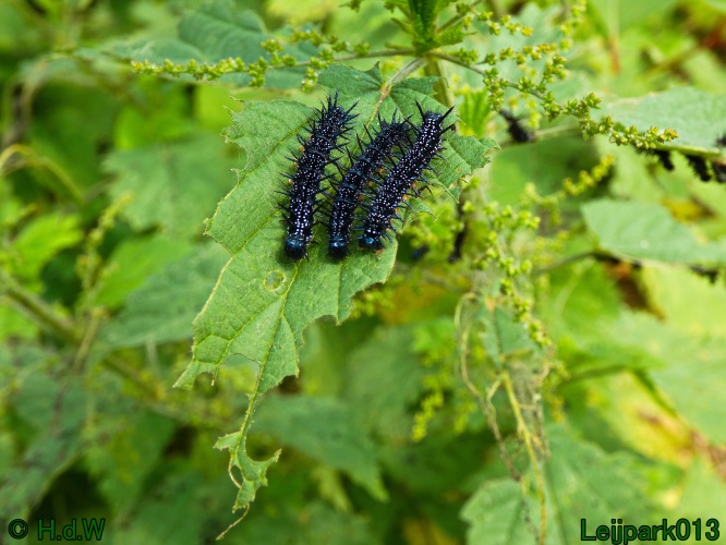 10 &amp; 11 &amp; 12 &amp; 13 augustus 2024