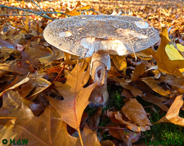 2 &amp; 3 &amp; 4 &amp; 5 November 2024