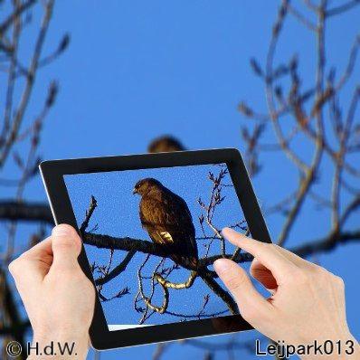 buizerd