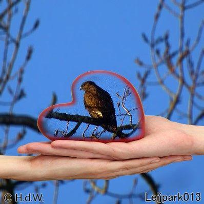 buizerd