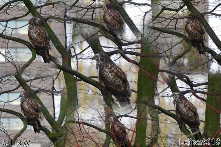 buizerd