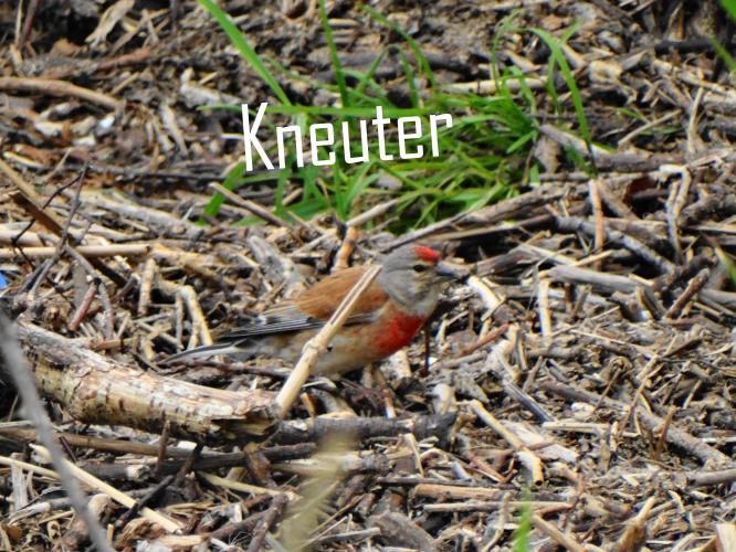kneuter