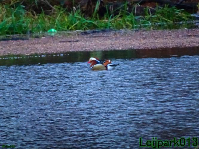 Leijpark013