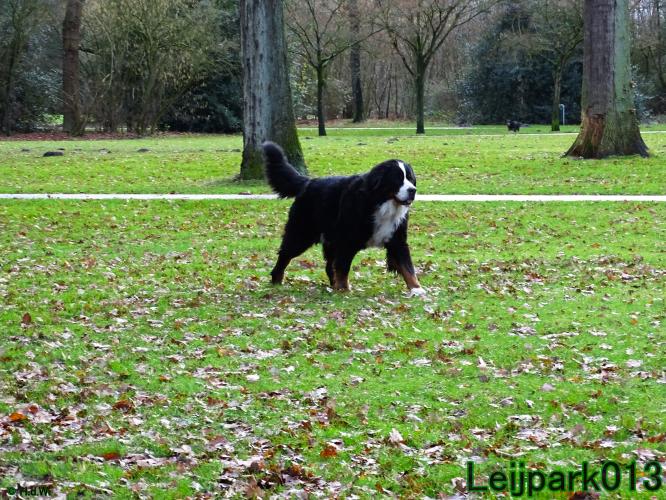 #leijpark013