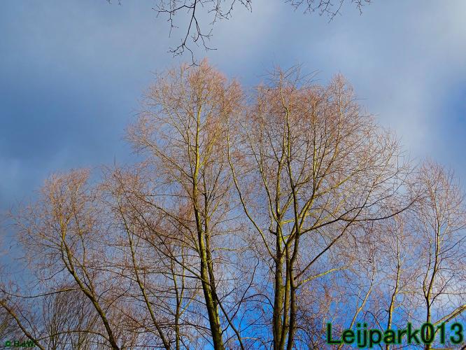 #leijpark013