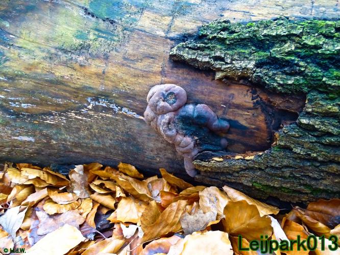 #leijpark013