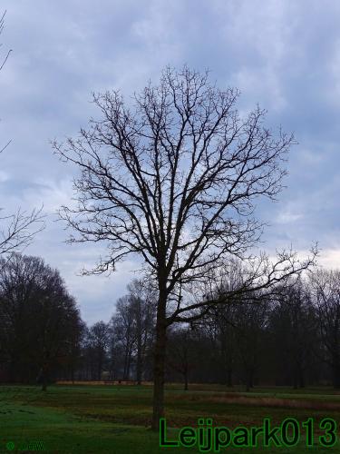 #leijpark013