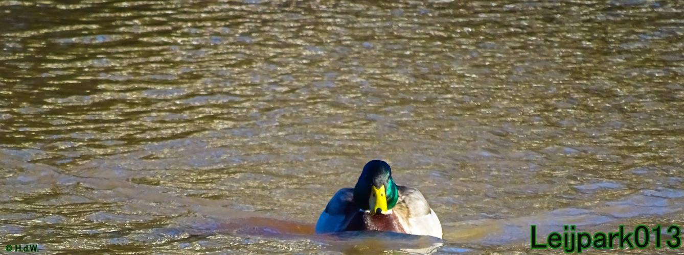 Leijpark013