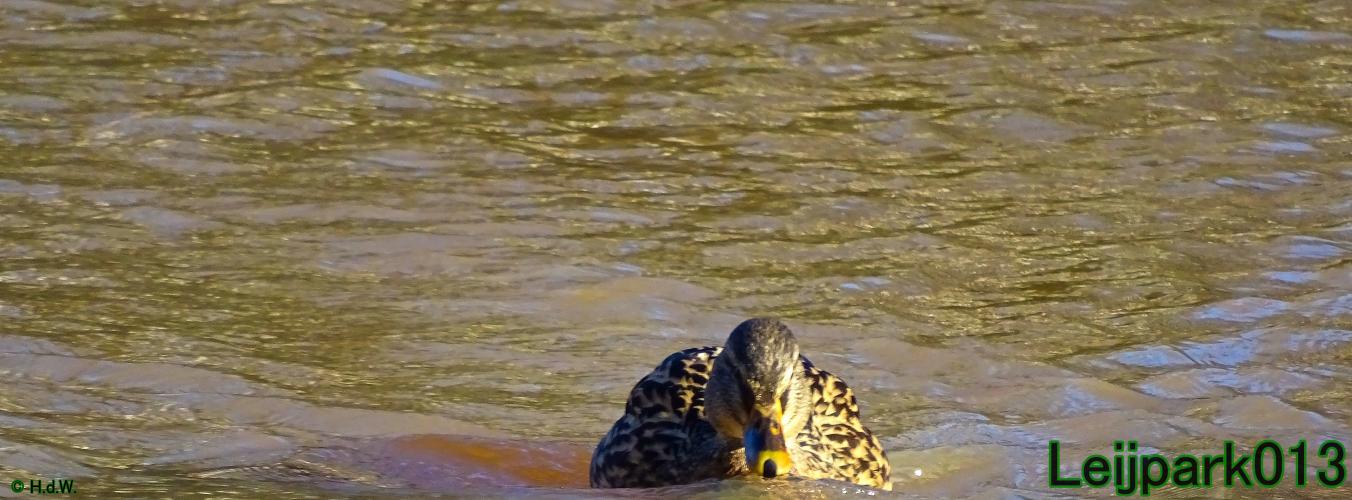 Leijpark013