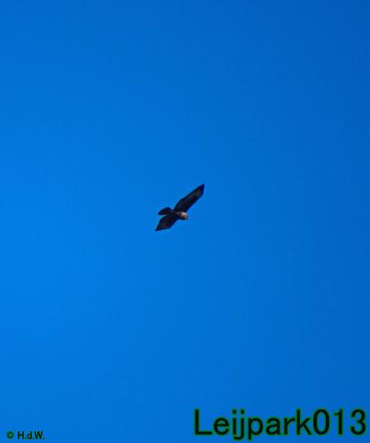 Leijpark013