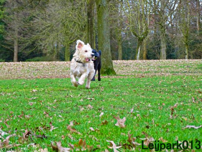 Leijpark013