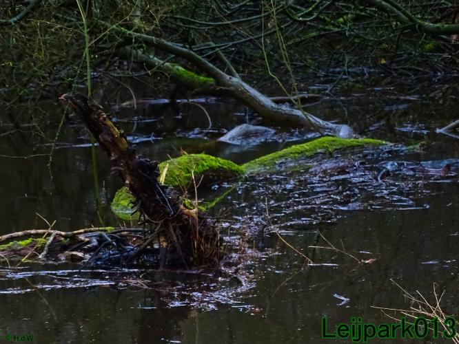 Leijpark013