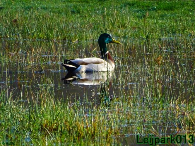 Leijpark013