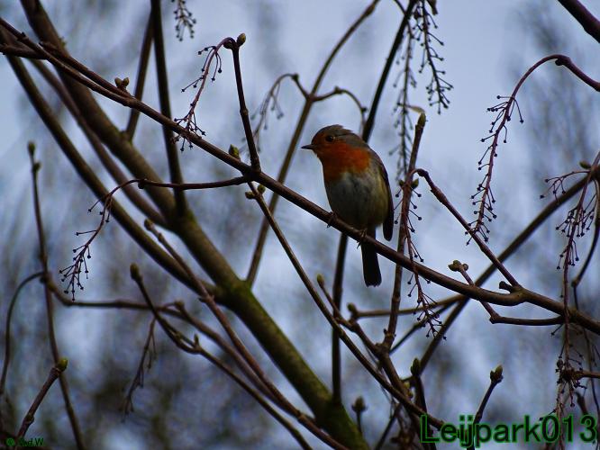 Leijpark013