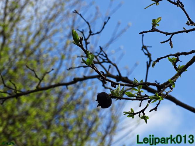Leijpark013