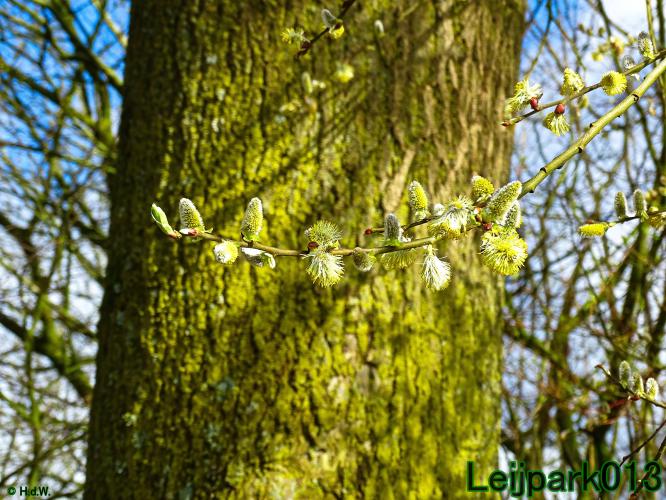 Leijpark013