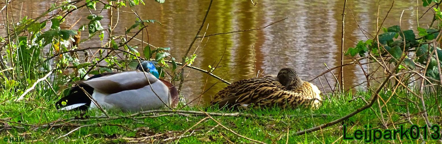 Leijpark013