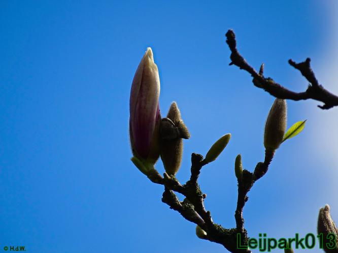 Leijpark013