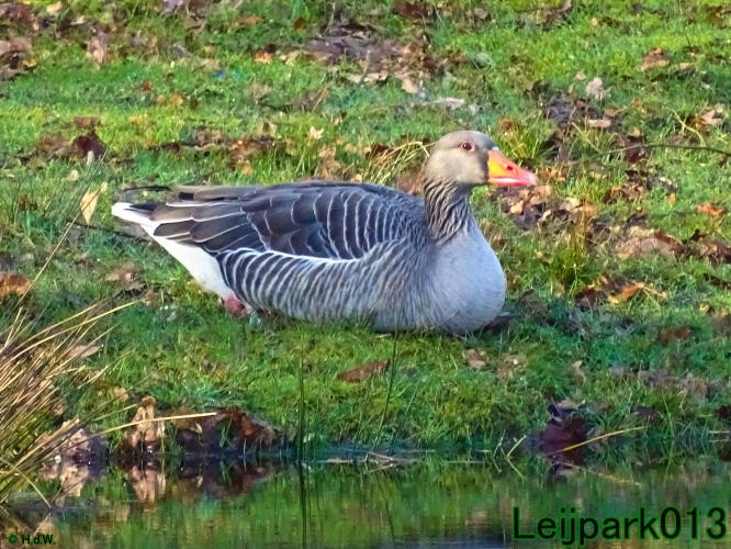 YoorsCoronaPositiveChallenge