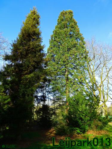 YoorsCoronaPositiveChallenge