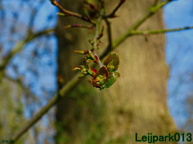 YoorsCoronaPositiveChallenge