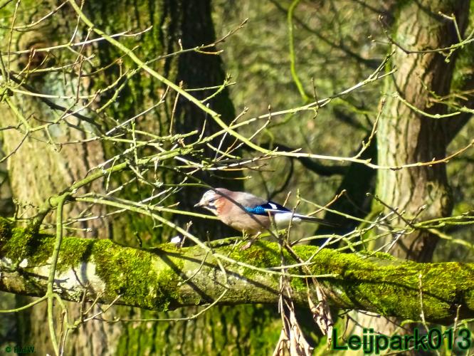 YoorsCoronaPositiveChallenge