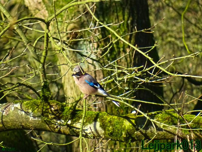 YoorsCoronaPositiveChallenge