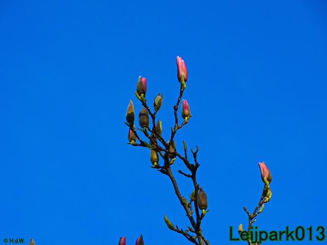 YoorsCoronaPositiveChallenge