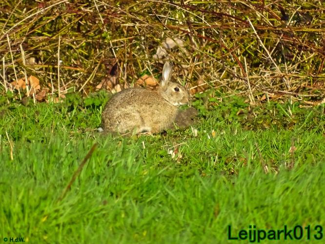 YoorsCoronaPositiveChallenge