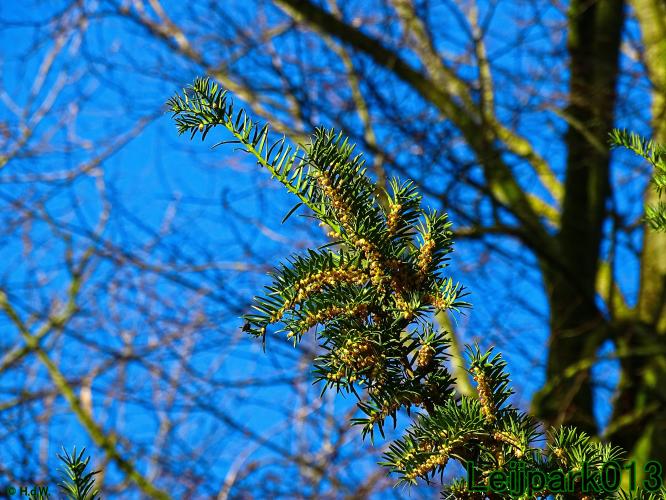 YoorsCoronaPositiveChallenge