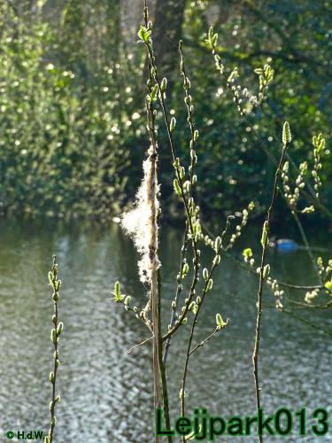 YoorsCoronaPositiveChallenge