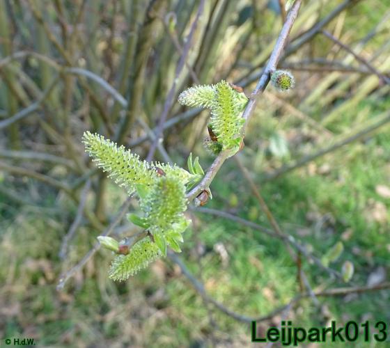 YoorsCoronaPositiveChallenge