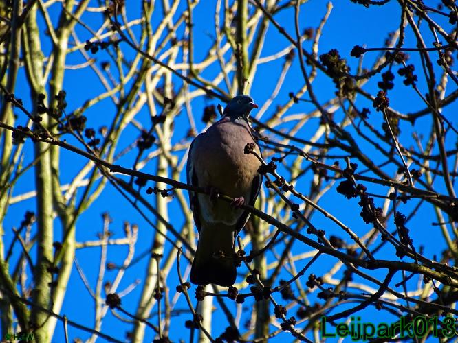 YoorsCoronaPositiveChallenge