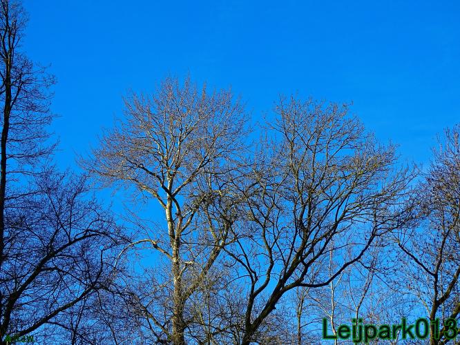 YoorsCoronaPositiveChallenge