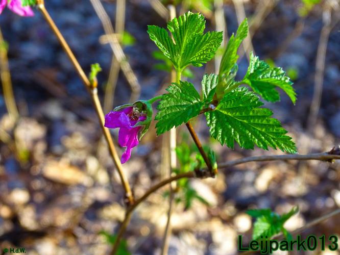 YoorsCoronaPositiveChallenge